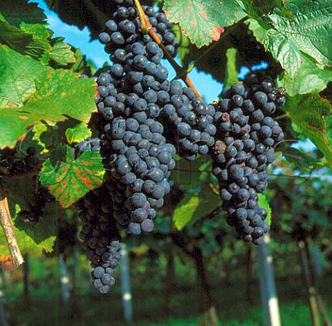 Blaufrnkisch grapes Austria   Known as Kfrankos in Hungary