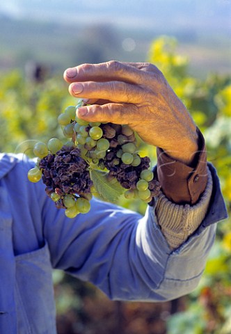 Hand holding noblyrotten Furmint grapes   in KiralyHegy vineyard Md Hungary    Tokaji