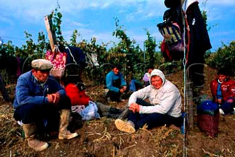 Pickers of the Disznok winery take a   break Mad Hungary  Tokaji
