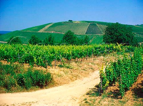 The Gehrn and Wlfen vineyards in Rauenthal viewed   from the Sandgrub vineyard in Kiedrich  Germany   Rheingau