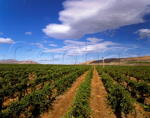 Cabernet Sauvignon vineyard of Kiona Vineyards  with Red Mountain left and Rattlesnake Hills right  Benton City Washington USA   Red Mountain AVA