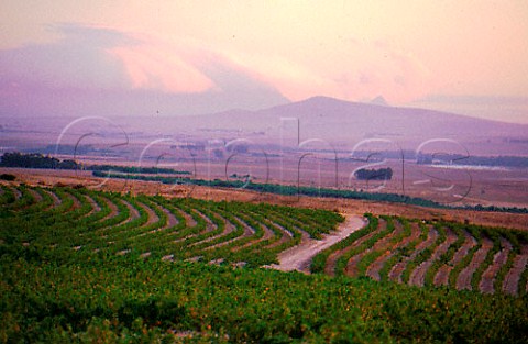 Sauvignon Blanc vineyards with Table   Mountain in cloud Spice Route Winery   Malmesbury   South Africa Swartland