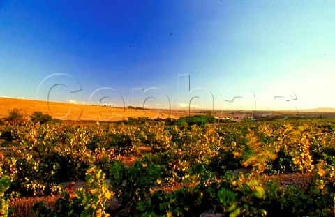 Chenin Blanc vineyards of Spice Route   Winery Malmesbury   South Africa   Swartland