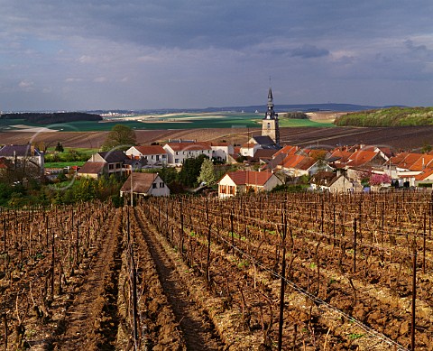 Vineyard in early spring at Sermiers on the northern slopes of the Montagne de Reims Marne France Champagne