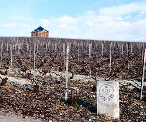 Vineyard of Mot et Chandon near to their   Chteau de Saran Cramant Marne France  Cte des Blancs  Champagne
