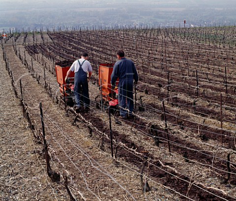 Spreading pulverized bark on a vineyard in early spring  Ay Marne France Champagne