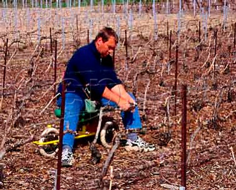 Tying up Pinot Noir vines in April in a vineyard  of Champagne Bollinger at AvenayValdOr Marne France   Champagne