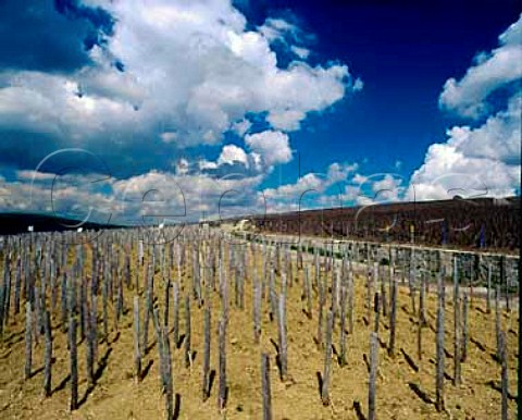 Bollingers Croix Rouge vineyard in midApril   Planted entirely en foule the grapes from the   ungrafted Pinot Noir vines are used   for their Vieilles Vignes Franaises    Bouzy Marne France   Champagne