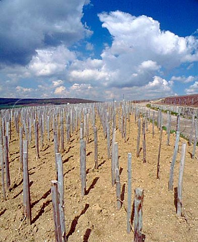 Bollingers Croix Rouge vineyard in midAprilPlanted entirely en foule the grapes from theungrafted Pinot Noir vines are used for their Vieilles Vignes Franaises  Bouzy Marne France   Champagne 