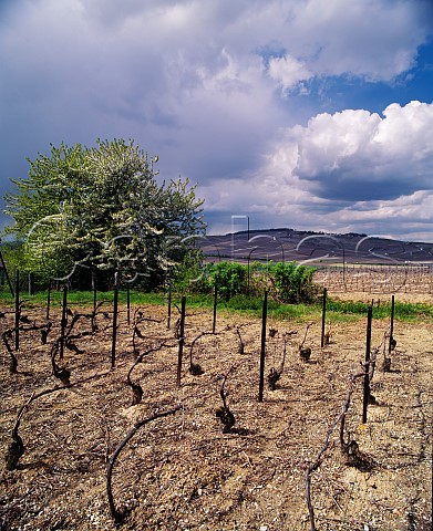 Early spring in Pinot Noir vineyard at MareuilsurAy with the Montagne de Reims in distance Marne France Champagne