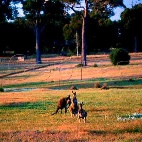 Kangaroos   Margaret River Western Australia