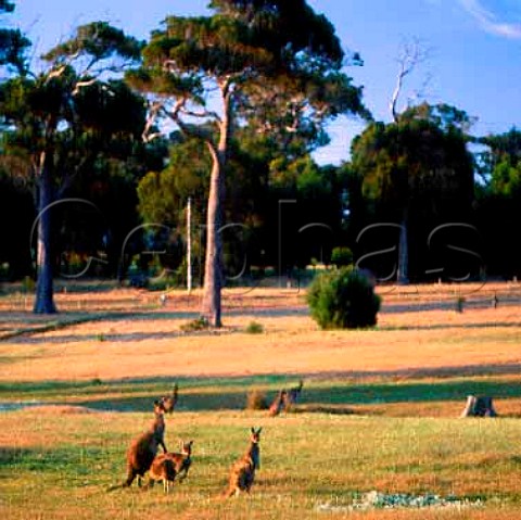 Kangaroos   Margaret River Western Australia