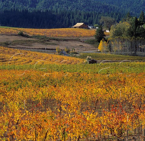 Navarro Vineyard with Kendall Jacksons Edmeades   Estate beyond Navarro Mendocino Co California     Anderson Valley AVA