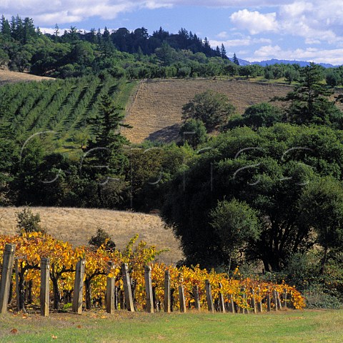 Navarro Vineyards Navarro Mendocino Co   California           Anderson Valley AVA