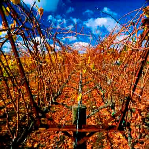 U trellis at Navarro Vineyards Navarro Mendocino   Co California Anderson Valley AVA