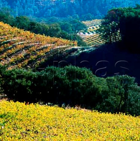 Vineyards off the Conn Valley Road StHelena Napa   Co California   Napa Valley