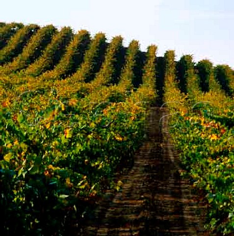 Truchard Vineyards Napa California     Carneros AVA