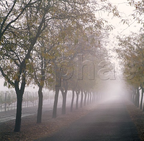 Foggy morning on the driveway into Sterling Vineyards Calistoga Napa Co California    Napa   Valley