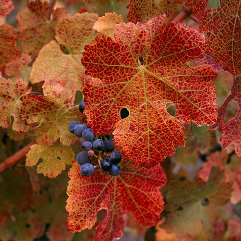 Cabernet Sauvignon grapes and leaves