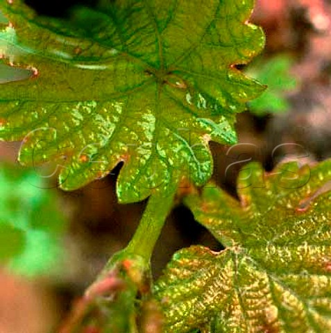 Springtime Cabernet Sauvignon leaves