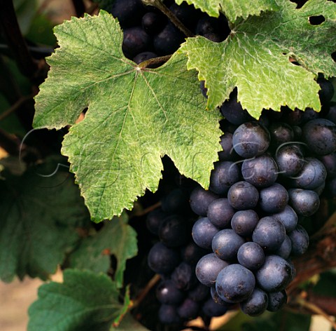 Pinot Meunier grapes and their distinctive hairy leaves Marlborough New Zealand