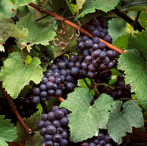 Pinot Meunier grapes and their typical   hairy leaves