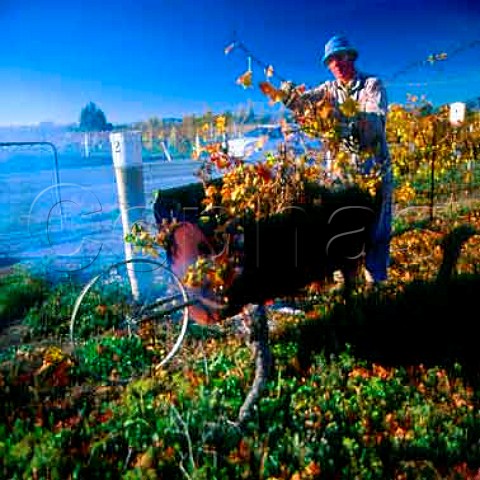 Burning phylloxera affected vines   Marlborough New Zealand