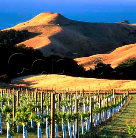 Stony Batter Vineyard Waiheke Island  Auckland New Zealand