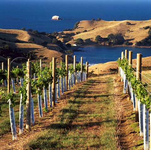 Stony Batter Vineyard Waiheke Island  Auckland New Zealand