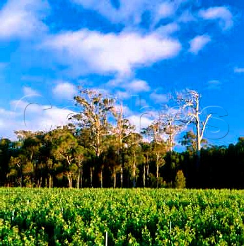 Cape Mentelle vineyard Margaret River  Australia