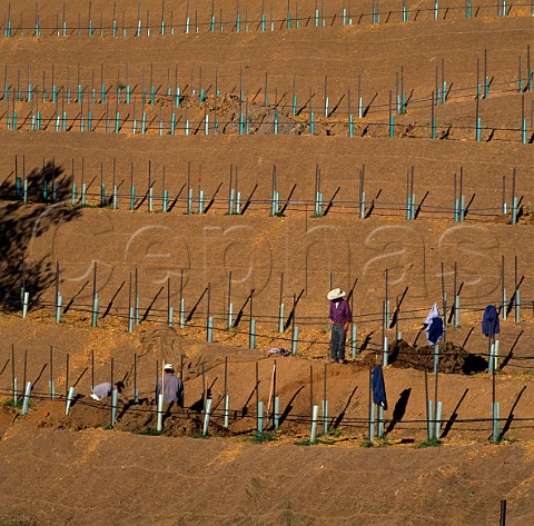 Digging in irrigation pipes on a new section of  Pride Mountain Vineyard St Helena Napa Valley  California  Spring Mountain AVA