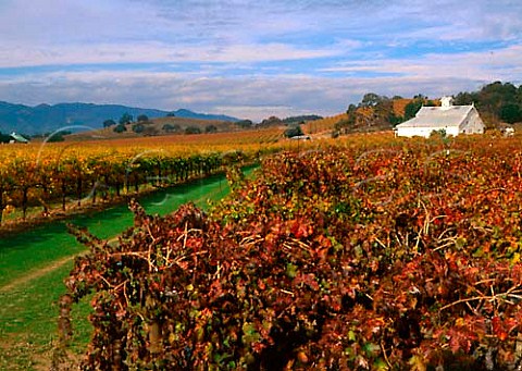 Autumn colours in vineyard of Usibelli Ranch   Rutherford Napa Co California
