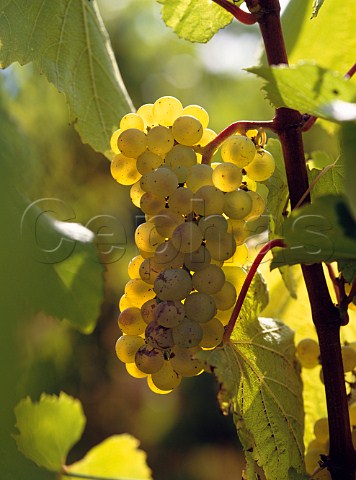 Chardonnay grapes in vineyard of Tyee Wine Cellars   Corvallis Oregon USA   Willamette Valley