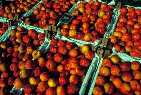 Boxes of Nectarines