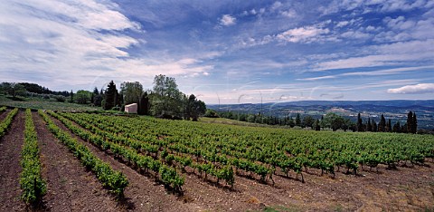 Vineyard of Chteau des Tourettes   JeanMarie Guffens property near Apt   Vaucluse France    Ctes du Lubron  Vin de Pays de Vaucluse