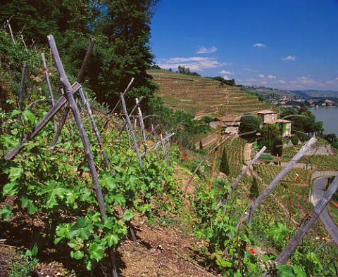 Chteau Grillet in its amphitheatre of vines above the River Rhne at Vrin Loire France     AC Chteau Grillet