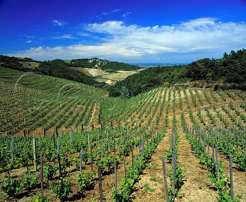 Syrah vineyard of JeanLuc Colombo high in the hills   above Cornas Ardche France   AC Cornas