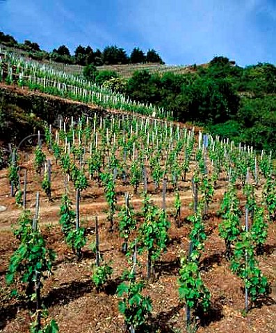 Old Syrah vines in the steep Reynard vineyard  of   Thierry Allemand in the hills above Cornas   Ardche France   AC Cornas