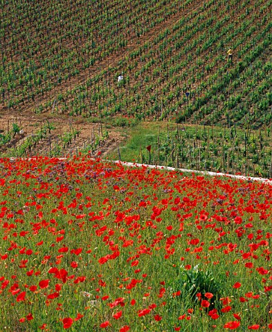 Poppies growing in fallow ground by vineyard  on the hill of Hermitage TainlHermitage   Drme France