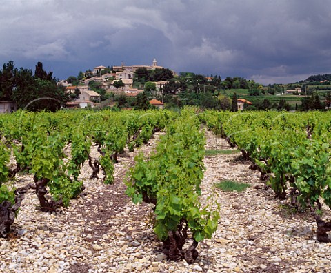 Grenache vineyard on limestone soil at Cairanne Vaucluse France Ctes du RhneVillages