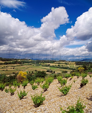 Grenache vines on limestone soil at Rasteau Vaucluse France   Rasteau VDN  Ctes du RhneVillages