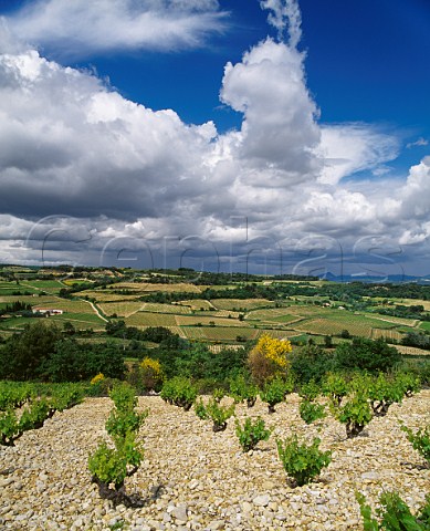 Old Grenache vines in stoney vineyard at Rasteau Vaucluse France   Rasteau  Ctes du RhneVillages