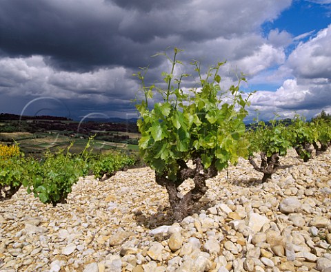Grenache vines on stoney soil at Rasteau   Vaucluse France   Rasteau VDN  Ctes du RhneVillages