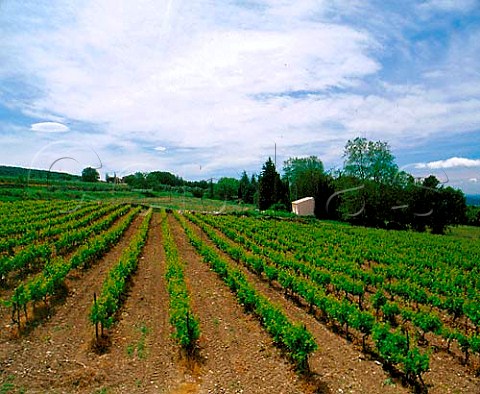 Vineyard of Chteau des Tourettes  the estate of   JeanMarie Guffens and home to his ngociant firm   Verget du Sud  near Apt Vaucluse France   AC Ctes du Lubron  Vin de Pays de Vaucluse