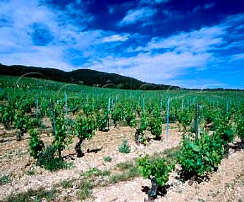 Vineyard of Chteau la Verrrie on the southern   slopes of the Montagne du Lubron at  Puget Vaucluse France  Ctes du Lubron