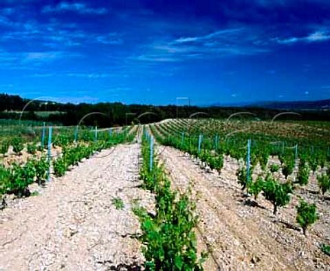 Vineyard of Chteau la Verrrie on the southern   slopes of the Montagne du Lubron at  Puget Vaucluse France  Ctes du Lubron