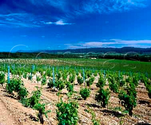 Vineyard of Chteau la Verrrie on the southern   slopes of the Montagne du Lubron at  Puget Vaucluse France  Ctes du Lubron