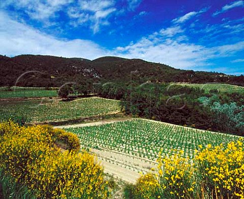 Vineyard of Chteau la Verrerie on the southern   slopes of the Montagne du Lubron at  Puget Vaucluse France  Ctes du Lubron