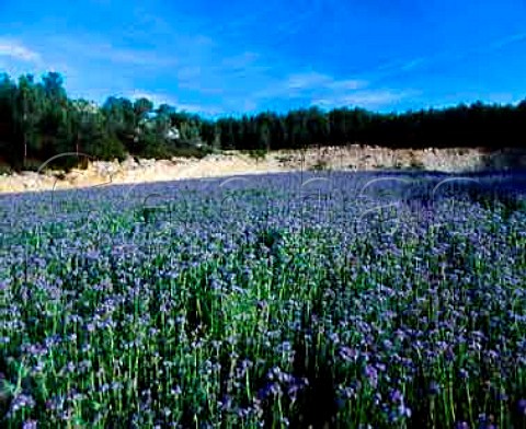 Phacelia planted in vineyard of Domaine de Trvallon StEtienneduGrs BouchesduRhne France