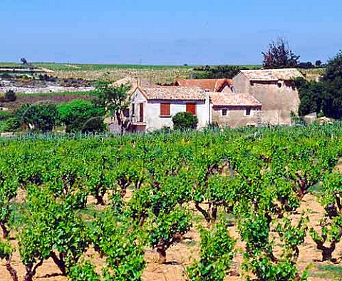 Vineyard and farm buildings near ChteauneufduPape   Vaucluse France